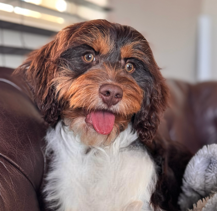 biscuit